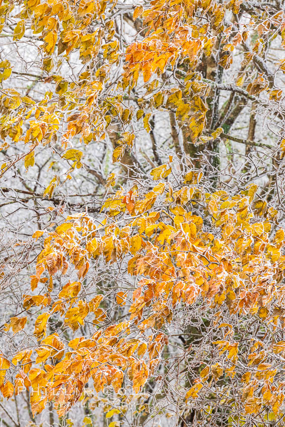 Early Snow and Late Blue Ridge Parkway Fall Colors, Asheville, North Carolina. USA, natural history stock photograph, photo id 34647