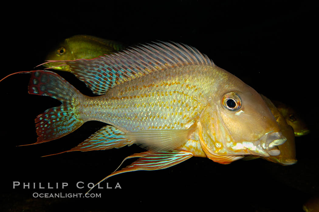 Earth-eating cichlid, native to South American rivers., Geophagus altifrons, natural history stock photograph, photo id 09823