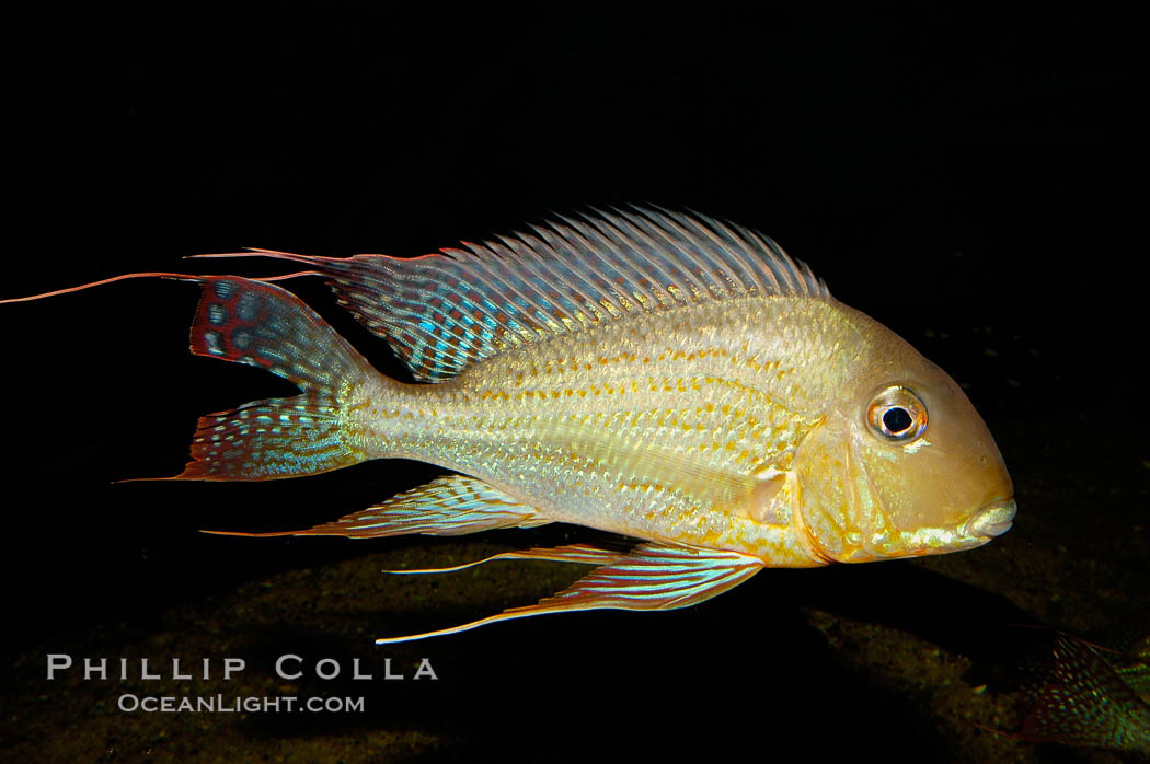 Earth-eating cichlid, native to South American rivers., Geophagus altifrons, natural history stock photograph, photo id 09821