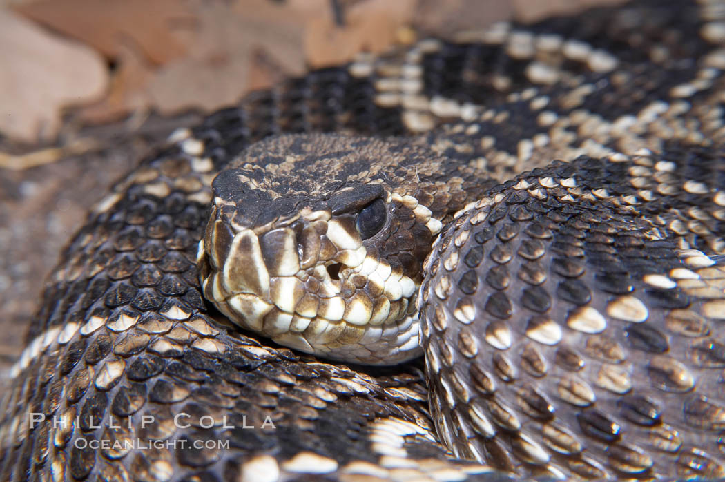 Eastern diamondback rattlesnake., Crotalus adamanteus, natural history stock photograph, photo id 14691