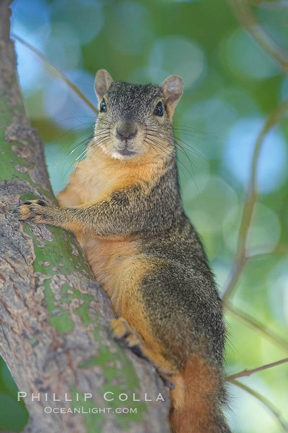 Eastern fox squirrel.  The eastern fox squirrel historically occur in the  eastern and central portions of North America, but have been introduced in the 1900's to urban areas in the western United States.  They are the largest of the North American squirrels, reaching 29 inches in length and up to 3 pounds.  They are generalist feeders with a diet that varies according to their habitat, including nuts, seed, bird eggs and chicks, frogs, flowers and agricultural crops. Los Angeles, California, USA, Sciurus niger, natural history stock photograph, photo id 18967