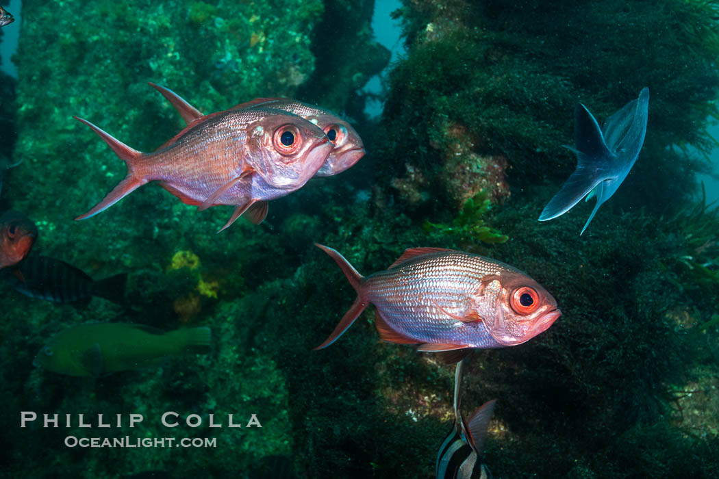Eastern Nannygair or Red Snapper, Centroberyx affinis, on the wreck of the Portland Maru, Kangaroo Island, South Australia. Wreck of the Portland Maru, Centroberyx affinis, natural history stock photograph, photo id 39285