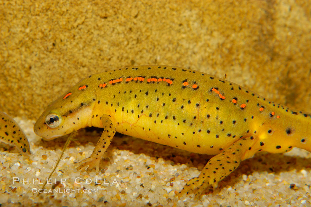 Eastern newt, native to forested areas of the eastern United States., Notophthalmus viridescens, natural history stock photograph, photo id 09792