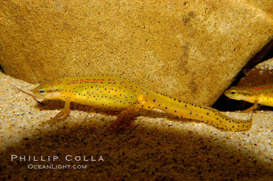 Eastern newt, native to forested areas of the eastern United States., Notophthalmus viridescens, natural history stock photograph, photo id 09791