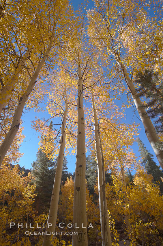 Aspen trees turn yellow and orange in early October, North Fork of Bishop Creek Canyon. Bishop Creek Canyon, Sierra Nevada Mountains, California, USA, Populus tremuloides, natural history stock photograph, photo id 17522