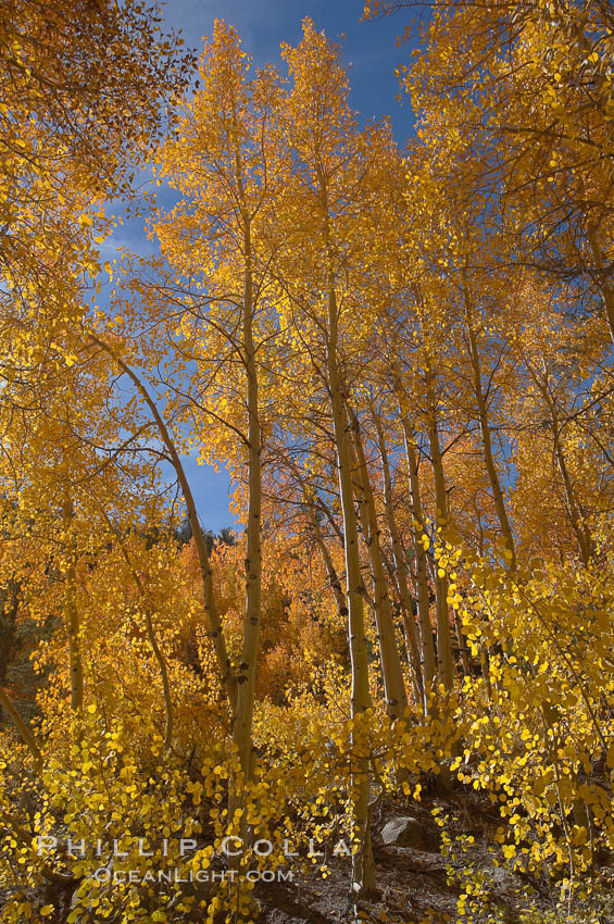 Quaking aspens turn yellow and orange as Autumn comes to the Eastern Sierra mountains, Bishop Creek Canyon. Bishop Creek Canyon, Sierra Nevada Mountains, California, USA, Populus tremuloides, natural history stock photograph, photo id 17558