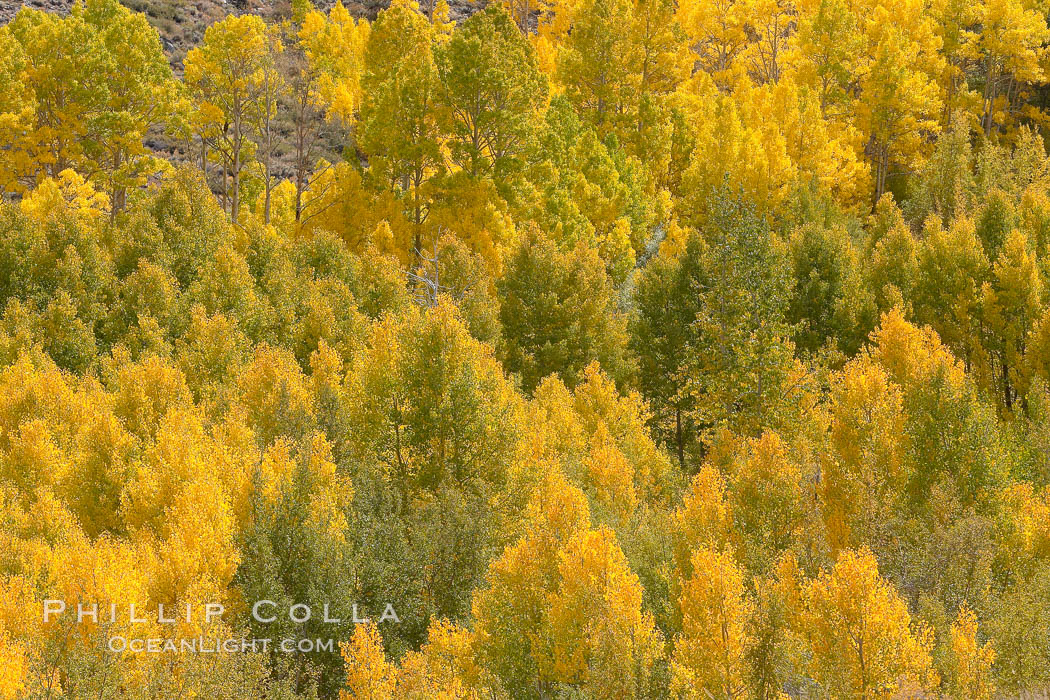 Aspen trees turn yellow and orange in early October, South Fork of Bishop Creek Canyon. Bishop Creek Canyon, Sierra Nevada Mountains, California, USA, Populus tremuloides, natural history stock photograph, photo id 17566