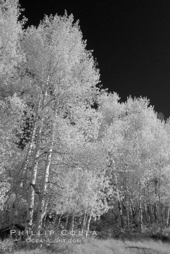 Aspen trees in fall, eastern Sierra fall colors, autumn. Bishop Creek Canyon, Sierra Nevada Mountains, Populus tremuloides, natural history stock photograph, photo id 23318