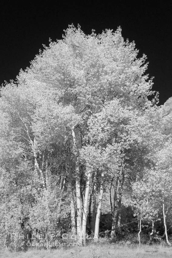 Aspen trees in fall, eastern Sierra fall colors, autumn. Bishop Creek Canyon, Sierra Nevada Mountains, Populus tremuloides, natural history stock photograph, photo id 23322