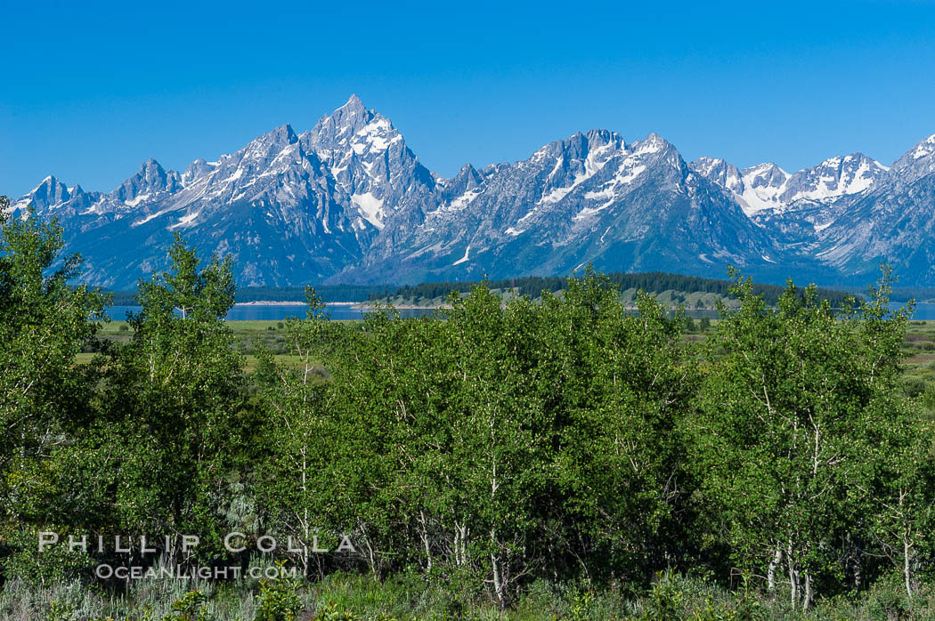 Aspens in summer below the Teton Range. Grand Teton National Park, Wyoming, USA, Populus tremuloides, natural history stock photograph, photo id 07436