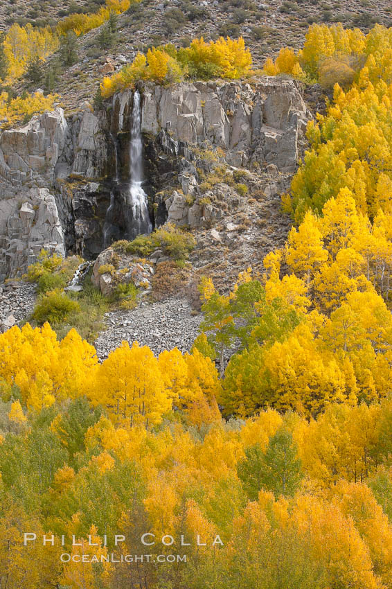 Aspen trees turn yellow and orange in early October, South Fork of Bishop Creek Canyon. Bishop Creek Canyon, Sierra Nevada Mountains, California, USA, Populus tremuloides, natural history stock photograph, photo id 17536