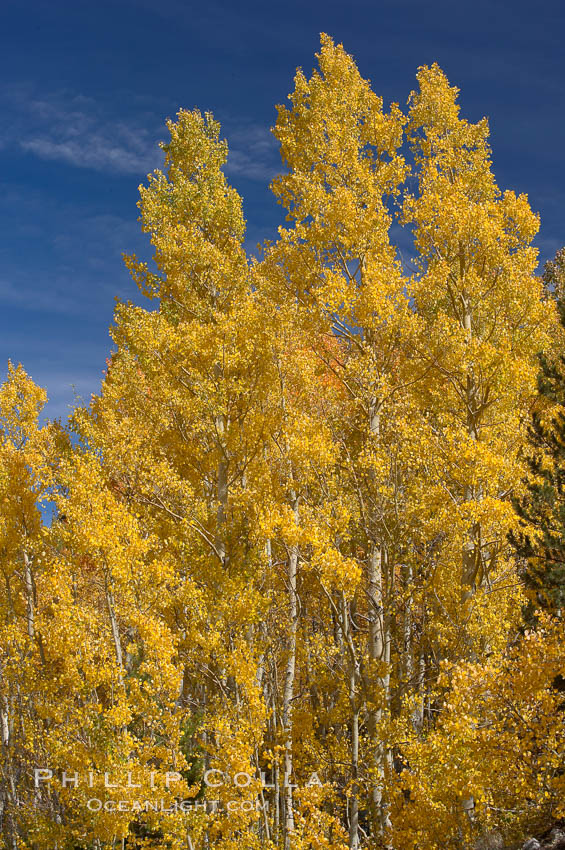 Aspen trees turn yellow and orange in early October, South Fork of Bishop Creek Canyon. Bishop Creek Canyon, Sierra Nevada Mountains, California, USA, Populus tremuloides, natural history stock photograph, photo id 17503