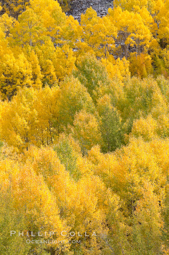 Aspen trees turn yellow and orange in early October, South Fork of Bishop Creek Canyon. Bishop Creek Canyon, Sierra Nevada Mountains, California, USA, Populus tremuloides, natural history stock photograph, photo id 17535