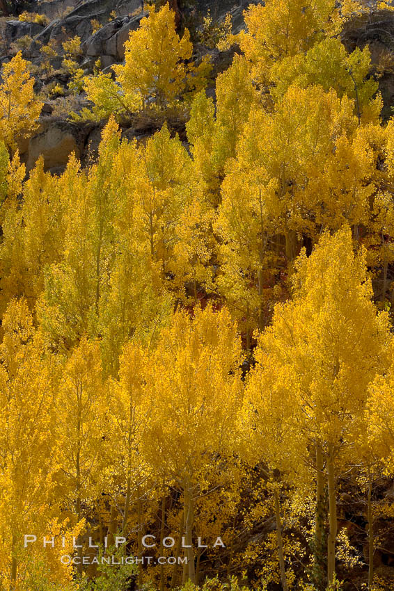 Aspen trees turn yellow and orange in early October, South Fork of Bishop Creek Canyon. Bishop Creek Canyon, Sierra Nevada Mountains, California, USA, Populus tremuloides, natural history stock photograph, photo id 17505