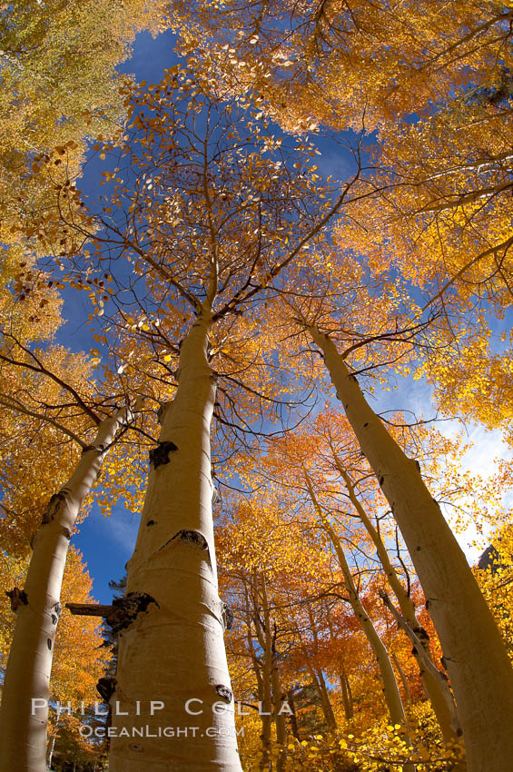 Quaking aspens turn yellow and orange as Autumn comes to the Eastern Sierra mountains, Bishop Creek Canyon. Bishop Creek Canyon, Sierra Nevada Mountains, California, USA, Populus tremuloides, natural history stock photograph, photo id 17525