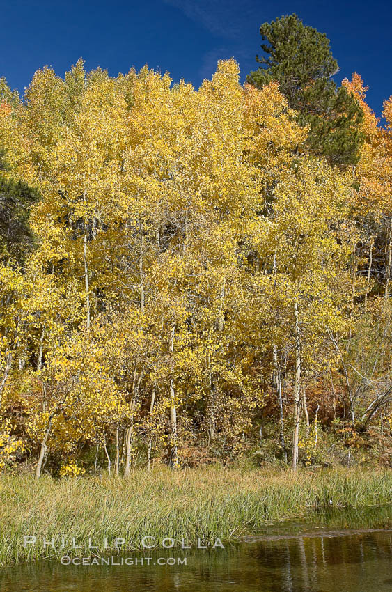 Quaking aspens turn yellow and orange as Autumn comes to the Eastern Sierra mountains, Bishop Creek Canyon. Bishop Creek Canyon, Sierra Nevada Mountains, California, USA, Populus tremuloides, natural history stock photograph, photo id 17549