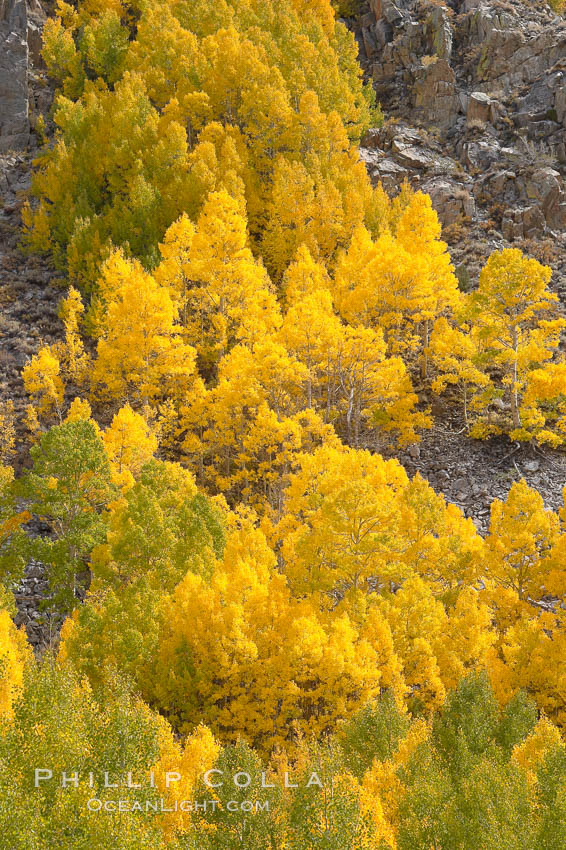 Aspen trees turn yellow and orange in early October, South Fork of Bishop Creek Canyon. Bishop Creek Canyon, Sierra Nevada Mountains, California, USA, Populus tremuloides, natural history stock photograph, photo id 17561