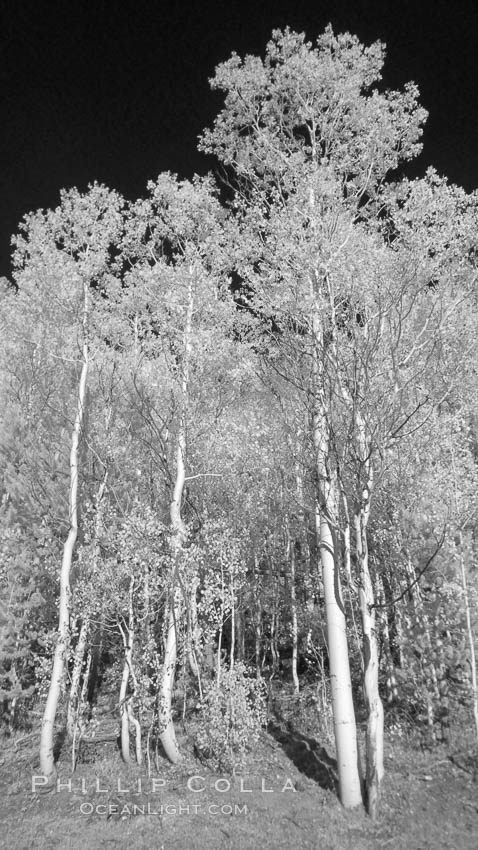 Aspen trees in fall, eastern Sierra fall colors, autumn. Bishop Creek Canyon, Sierra Nevada Mountains, Populus tremuloides, natural history stock photograph, photo id 23321