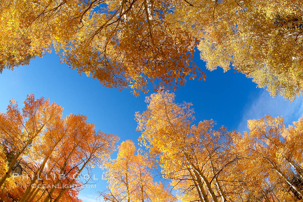 Quaking aspens turn yellow and orange as Autumn comes to the Eastern Sierra mountains, Bishop Creek Canyon. Bishop Creek Canyon, Sierra Nevada Mountains, California, USA, Populus tremuloides, natural history stock photograph, photo id 17524