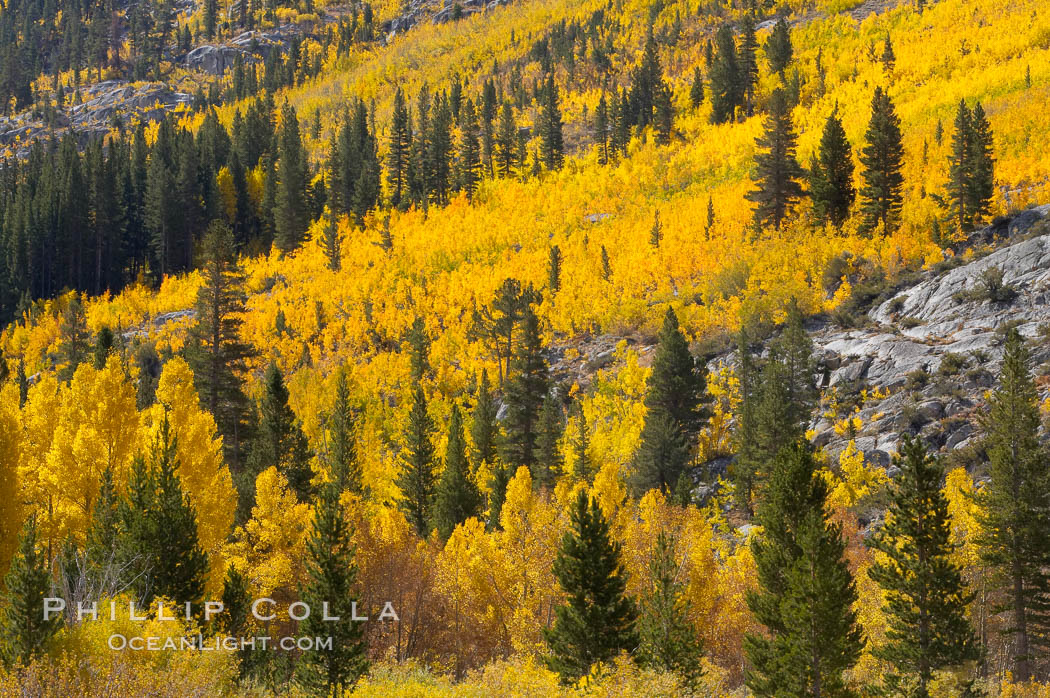 Aspen trees turn yellow and orange in early October, South Fork of Bishop Creek Canyon. Bishop Creek Canyon, Sierra Nevada Mountains, California, USA, Populus tremuloides, natural history stock photograph, photo id 17532