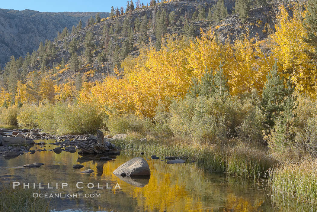 Quaking aspens turn yellow and orange as Autumn comes to the Eastern Sierra mountains, Bishop Creek Canyon. Bishop Creek Canyon, Sierra Nevada Mountains, California, USA, Populus tremuloides, natural history stock photograph, photo id 17553