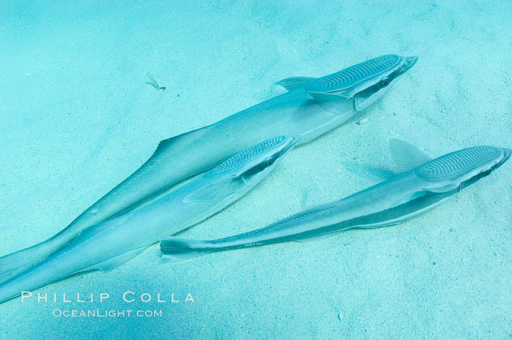 Live sharksuckers laying in sand, commonly found on sharks but also encountered freeswimming, will often approach divers.  Northern Bahamas., Echeneis naucrates, natural history stock photograph, photo id 10842