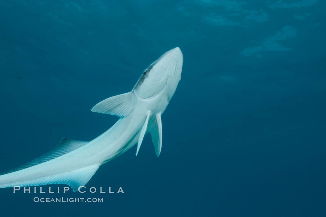 Live sharksucker, commonly found on sharks but also encountered freeswimming, will often approach divers.  Northern Bahamas., Echeneis naucrates, natural history stock photograph, photo id 10832