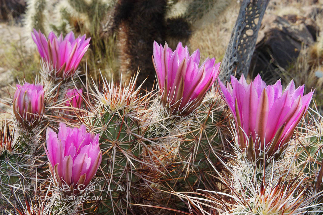 Springtime bloom of the hedgehog cactus (or calico cactus). Joshua Tree National Park, California, USA, Echinocereus engelmannii, natural history stock photograph, photo id 09090