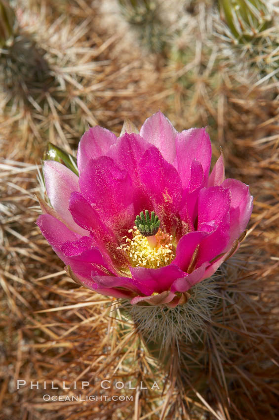 Hedgehog cactus blooms in spring. Joshua Tree National Park, California, USA, Echinocereus engelmannii, natural history stock photograph, photo id 11946