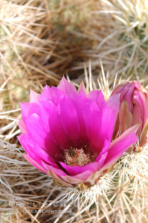 Springtime bloom of the hedgehog cactus (or calico cactus). Joshua Tree National Park, California, USA, Echinocereus engelmannii, natural history stock photograph, photo id 09084