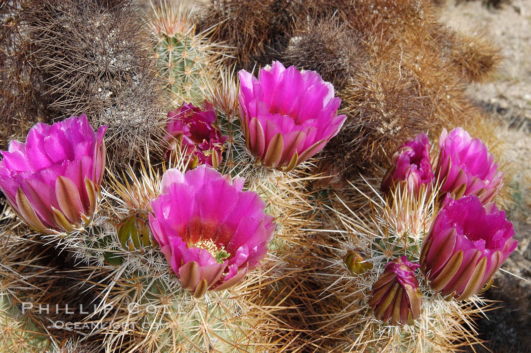Springtime bloom of the hedgehog cactus (or calico cactus). Joshua Tree National Park, California, USA, Echinocereus engelmannii, natural history stock photograph, photo id 09087