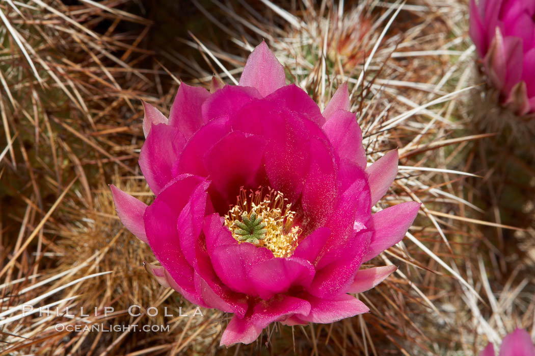 Hedgehog cactus blooms in spring. Joshua Tree National Park, California, USA, Echinocereus engelmannii, natural history stock photograph, photo id 11943