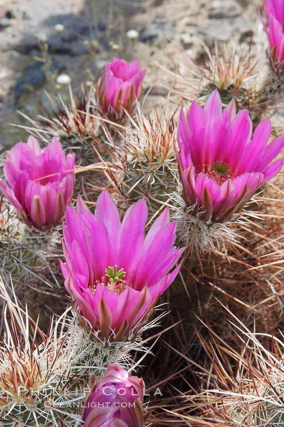 Springtime bloom of the hedgehog cactus (or calico cactus). Joshua Tree National Park, California, USA, Echinocereus engelmannii, natural history stock photograph, photo id 09093