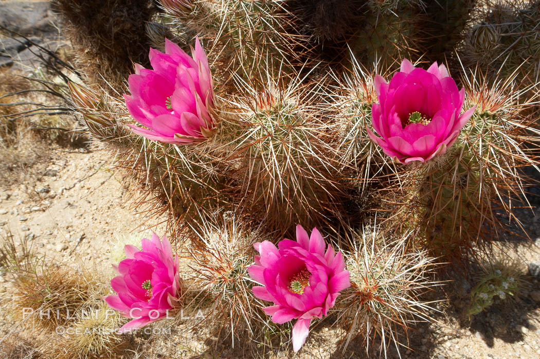 Hedgehog cactus blooms in spring. Joshua Tree National Park, California, USA, Echinocereus engelmannii, natural history stock photograph, photo id 11937