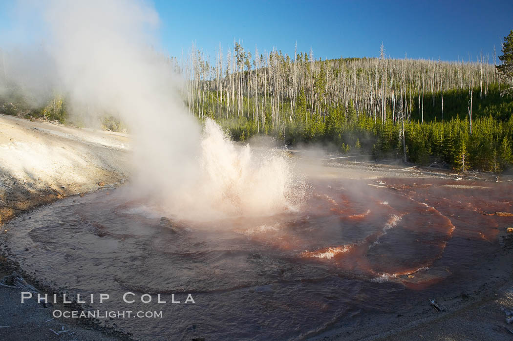 Echinus Geyser erupts at sunset.  Echinus Geyser reaches heights of 40 to 60 feet.  Echinus Geyser was quite predictable until 1998 when something changed in its plumbing, and it now is irregular and erupts less often. Norris Geyser Basin, Yellowstone National Park, Wyoming, USA, natural history stock photograph, photo id 13475