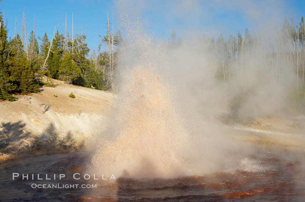 Echinus Geyser erupts at sunset.  Echinus Geyser reaches heights of 40 to 60 feet.  Echinus Geyser was quite predictable until 1998 when something changed in its plumbing, and it now is irregular and erupts less often. Norris Geyser Basin, Yellowstone National Park, Wyoming, USA, natural history stock photograph, photo id 13469