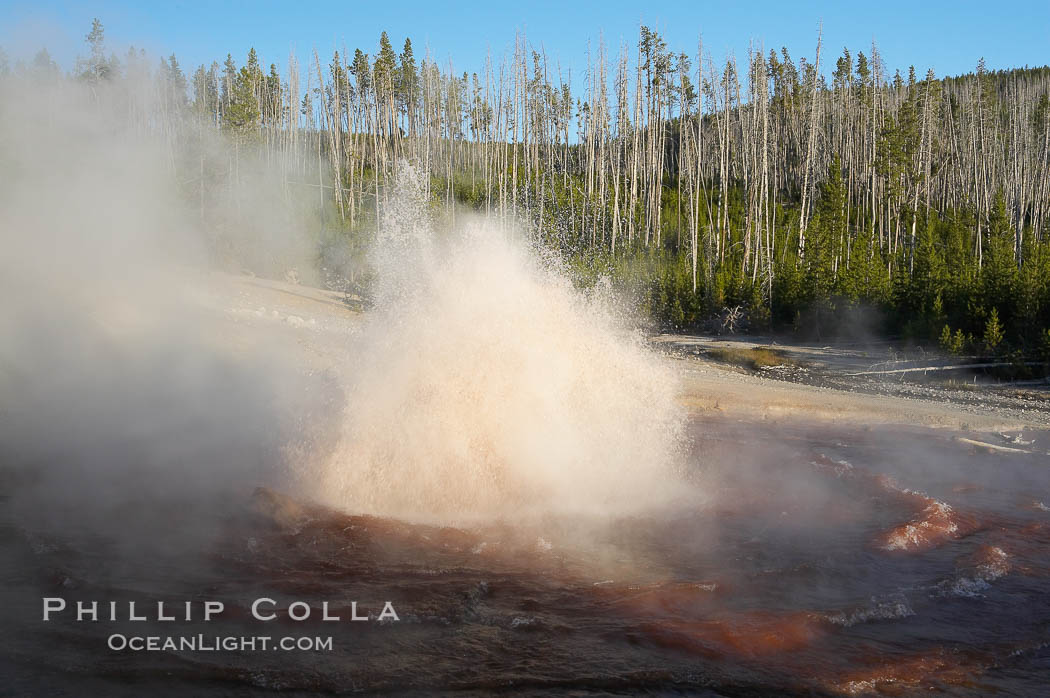 Echinus Geyser erupts at sunset.  Echinus Geyser reaches heights of 40 to 60 feet.  Echinus Geyser was quite predictable until 1998 when something changed in its plumbing, and it now is irregular and erupts less often. Norris Geyser Basin, Yellowstone National Park, Wyoming, USA, natural history stock photograph, photo id 13473
