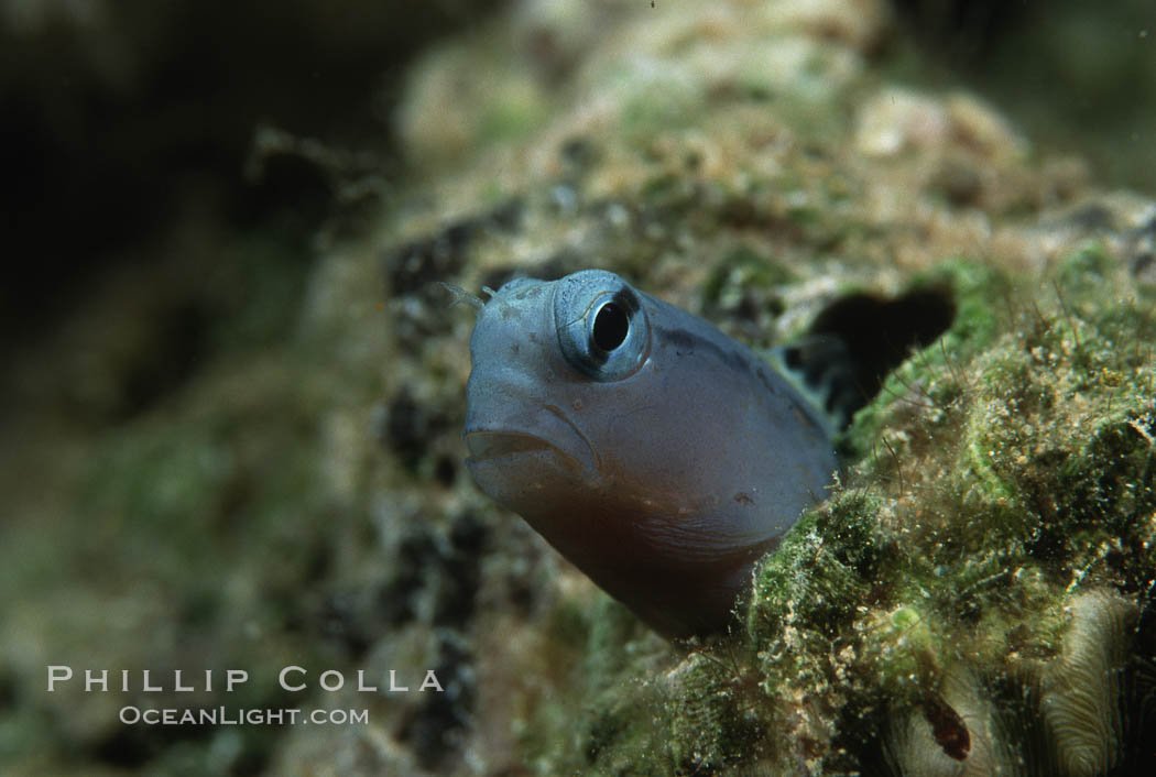 Mimic blenny. Egyptian Red Sea, Ecsenius gravieri, natural history stock photograph, photo id 00271