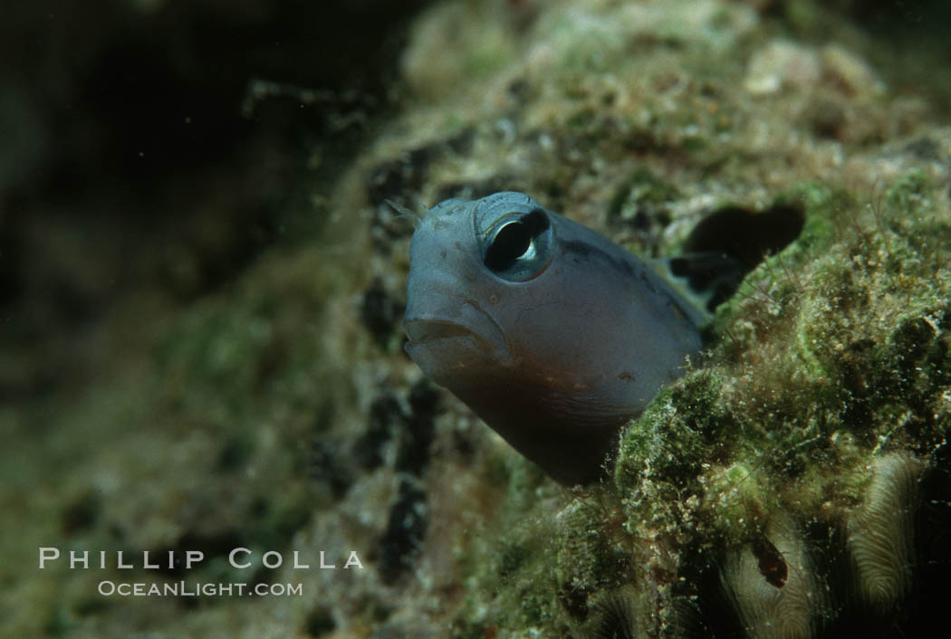 Mimic blenny. Egyptian Red Sea, Ecsenius gravieri, natural history stock photograph, photo id 05233