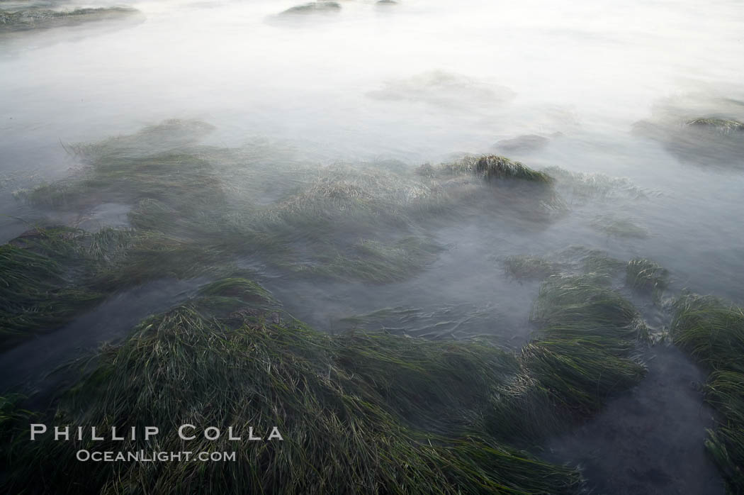 Eel grass awash low tide, at sunset., natural history stock photograph, photo id 14738