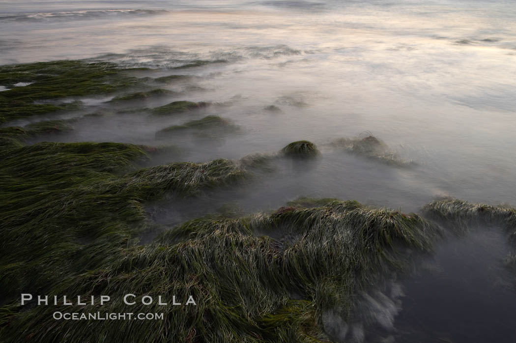 Eel grass awash low tide, at sunset. Torrey Pines State Reserve, San Diego, California, USA, natural history stock photograph, photo id 14742