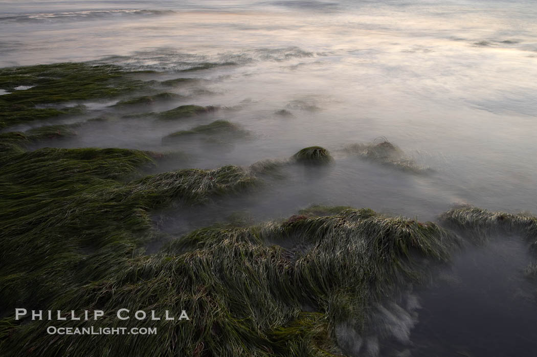 Eel grass awash low tide, at sunset., natural history stock photograph, photo id 14742