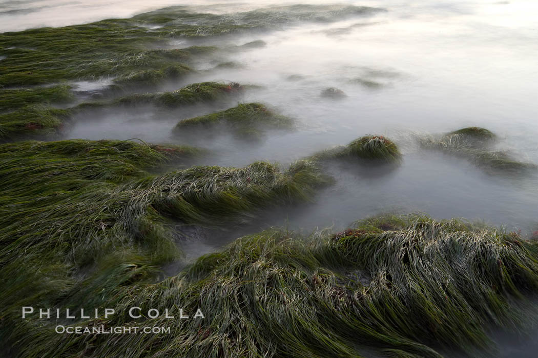 Eel grass awash low tide, at sunset., natural history stock photograph, photo id 14740