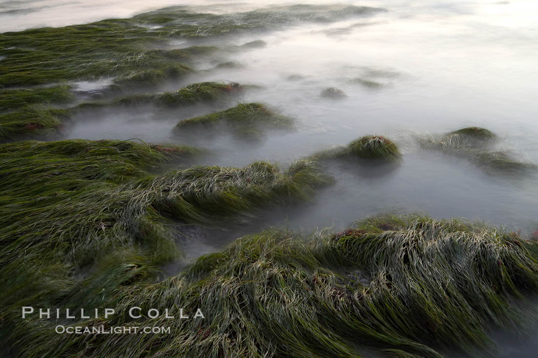 Eel grass awash low tide, at sunset. Torrey Pines State Reserve, San Diego, California, USA, natural history stock photograph, photo id 14740
