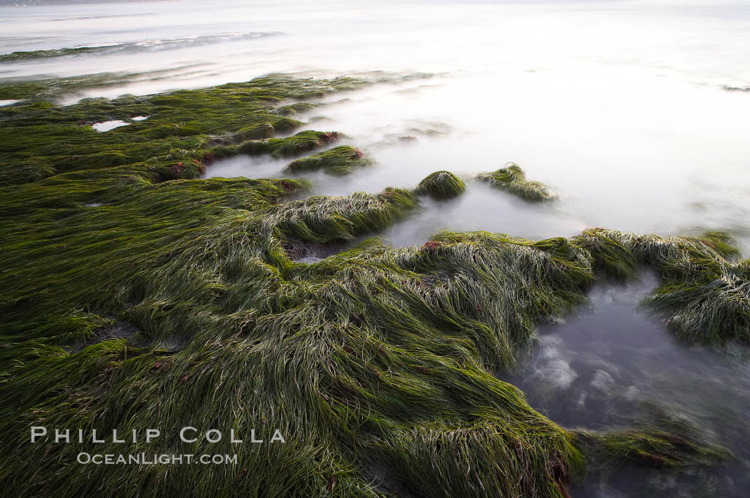 Eel grass awash low tide, at sunset. Torrey Pines State Reserve, San Diego, California, USA, natural history stock photograph, photo id 14744