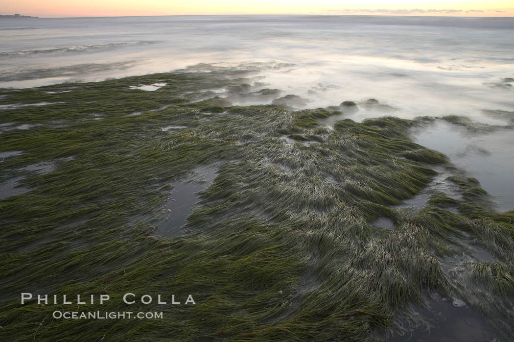 Eel grass awash low tide, at sunset. Torrey Pines State Reserve, San Diego, California, USA, natural history stock photograph, photo id 14739