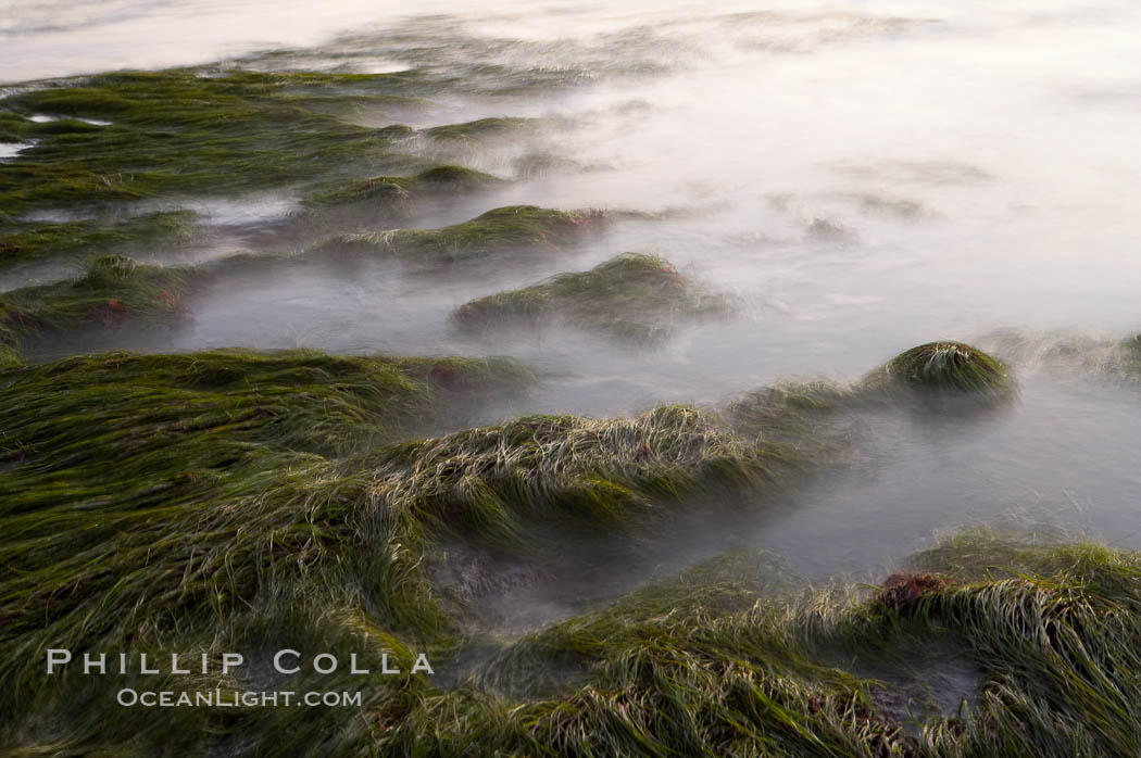 Eel grass awash low tide, at sunset., natural history stock photograph, photo id 14743
