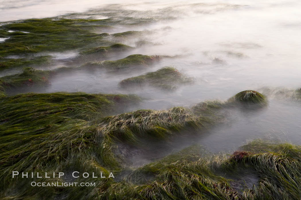 Eel grass awash low tide, at sunset. Torrey Pines State Reserve, San Diego, California, USA, natural history stock photograph, photo id 14743
