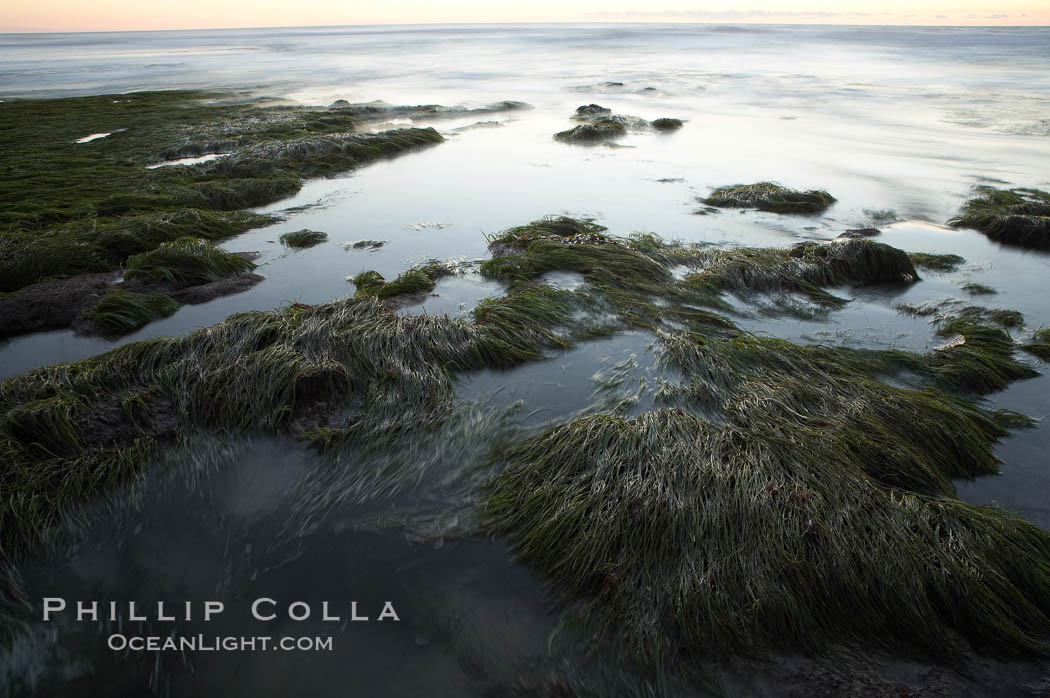 Eel grass awash low tide, at sunset., natural history stock photograph, photo id 14737