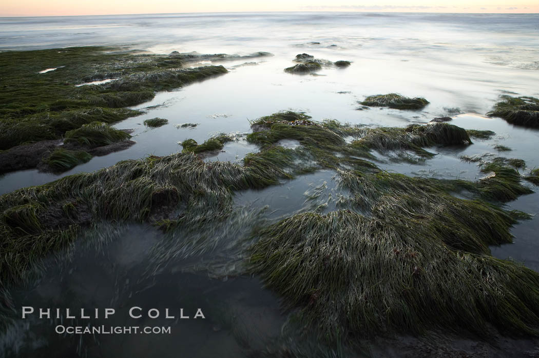 Eel grass awash low tide, at sunset. Torrey Pines State Reserve, San Diego, California, USA, natural history stock photograph, photo id 14737